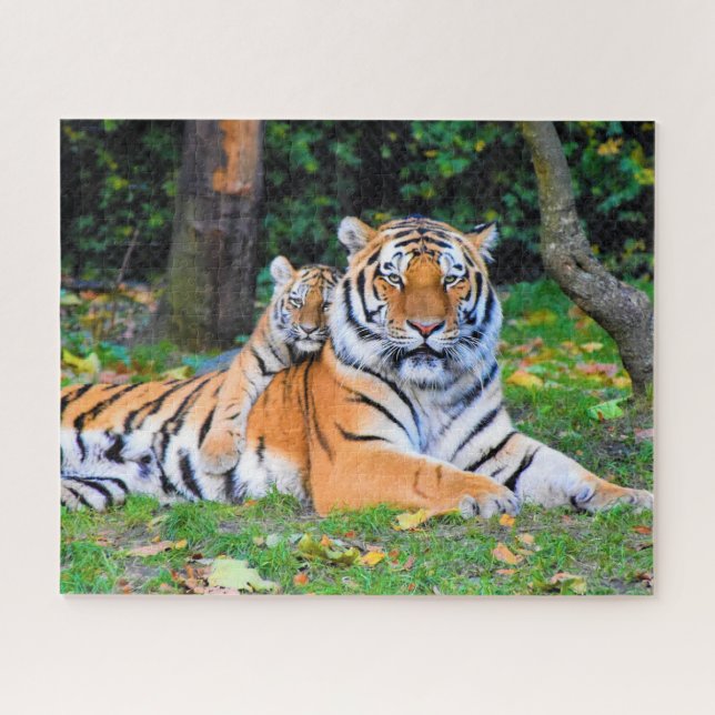 Tiger & Baby Posing Schöne Rasenmischung Puzzle (Horizontal)