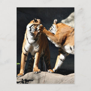 Tiger Bash Postkarte