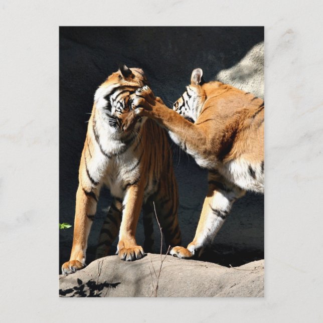 Tiger Bash Postkarte (Vorderseite)