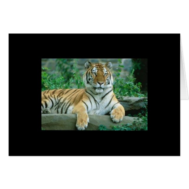Tiger Beauty (Vorderseite (Horizontal))