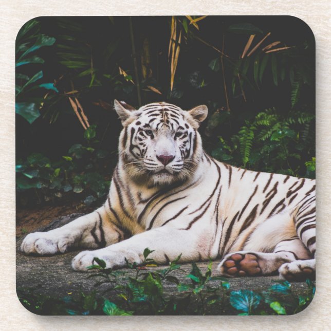 Tiger Beverage Coaster Getränkeuntersetzer (Vorderseite)