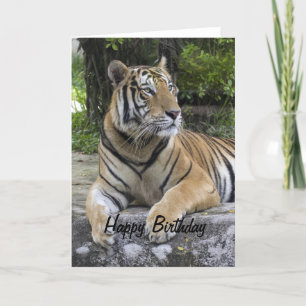 Tiger Blank Birthday Card Karte