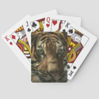 TIGER BODEN ZERO