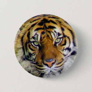 Tiger_ Button