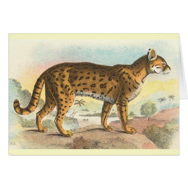 Tiger-Cat (Vorderseite (Horizontal))