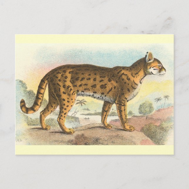 Tiger-Cat Postkarte (Vorderseite)