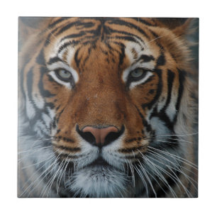 Tiger Cat Stripes Jungle Mist Animal Fliese