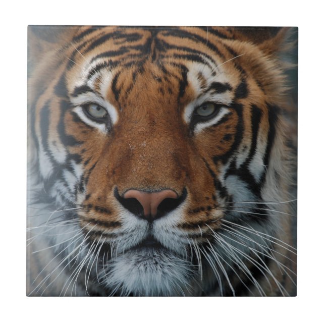 Tiger Cat Stripes Jungle Mist Animal Fliese (Vorderseite)
