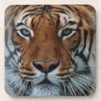 Tiger Cat Stripes Jungle Mist Animal