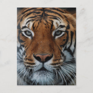 Tiger Cat Stripes Jungle Mist Animal Postkarte