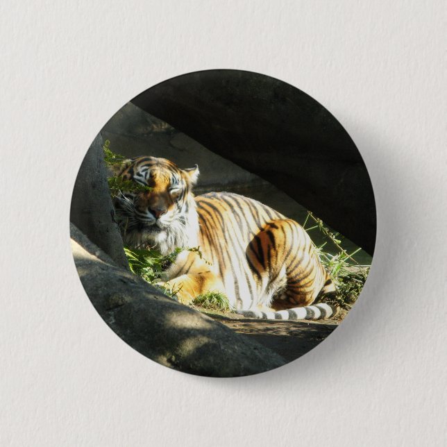 Tiger Catnap Button (Vorderseite)