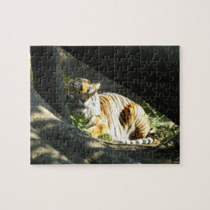 Tiger Catnap Puzzle