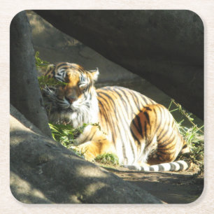 Tiger Catnap Rechteckiger Pappuntersetzer