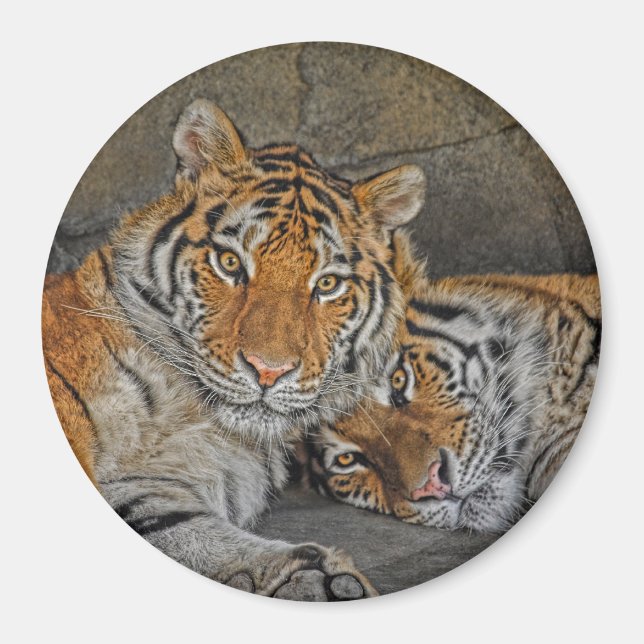 Tiger Cave Magnet (Vorne)