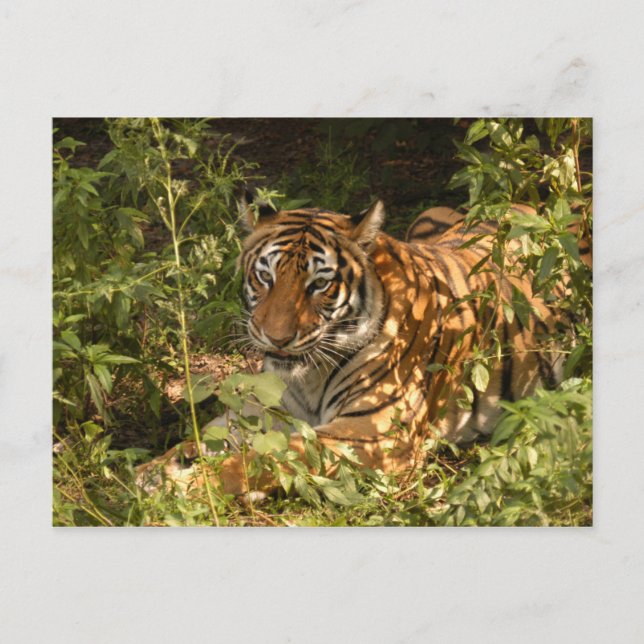 Tiger-China-Puppe-b-18 Postkarte (Vorderseite)