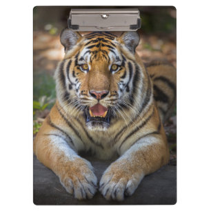 Tiger Clipboard Klemmbrett