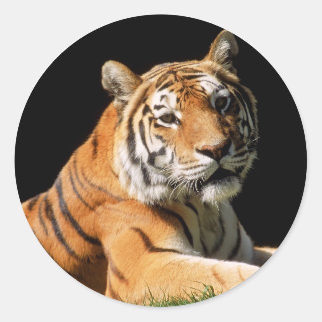 Tiger Closeup Runder Aufkleber (Vorderseite)