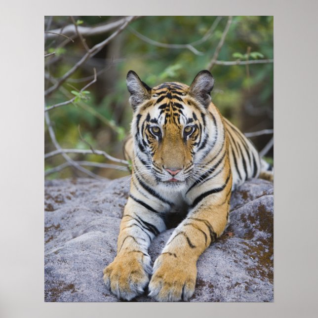 Tiger cub, Bandhavgarh National Park, Indien Poster (Vorne)