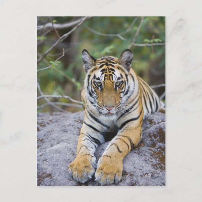 Tiger cub, Bandhavgarh National Park, Indien Postkarte (Vorderseite)