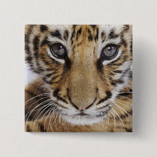 Tiger CUB Button