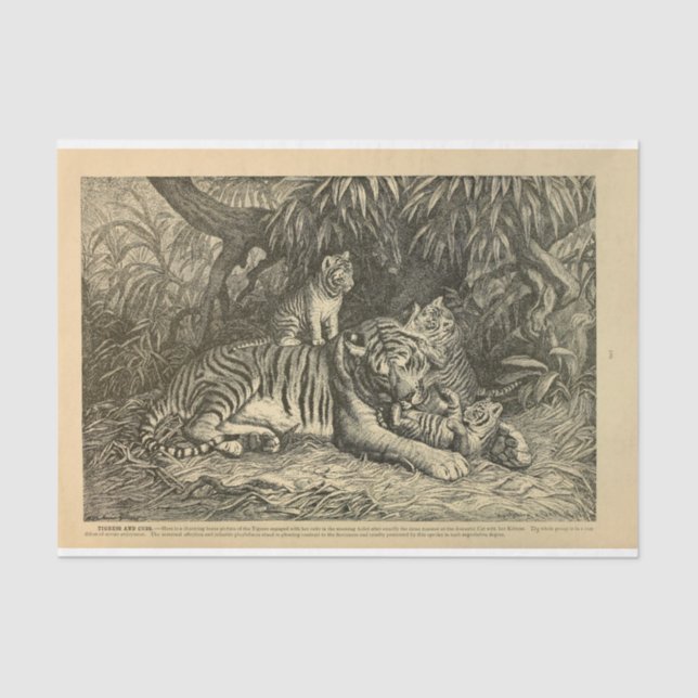 Tiger Cub Ephemera Decoupage Seidenpapier (Vorderseite)