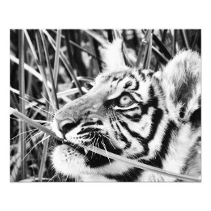 Tiger-Cub im Gras Fotodruck