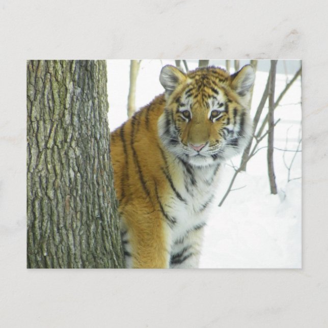 Tiger Cub in Schnee pinkeln um Baum Postkarte (Vorderseite)
