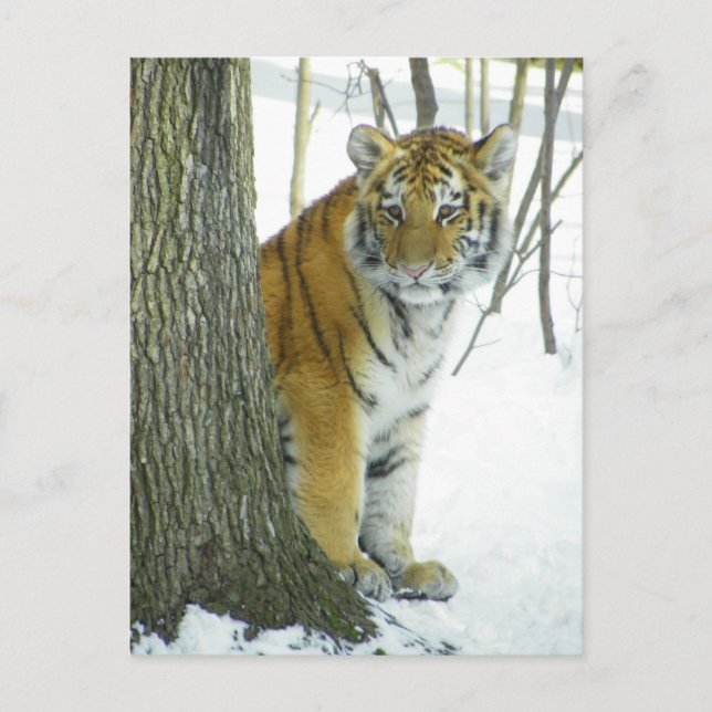 Tiger Cub in Schnee pinkeln um Baum Postkarte (Vorderseite)