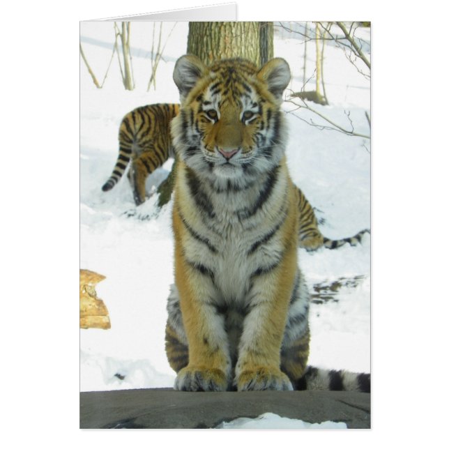 Tiger Cub in Snow Portrait (Vorne)