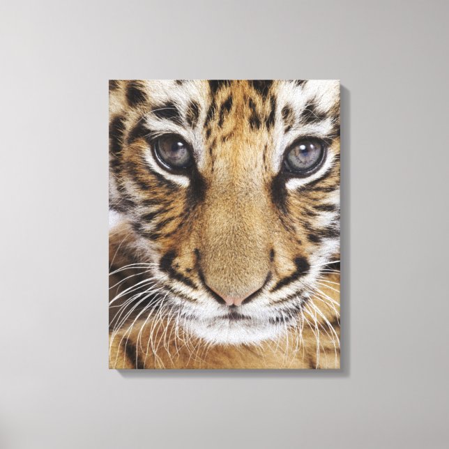 Tiger Cub Leinwanddruck (Vorderseite)