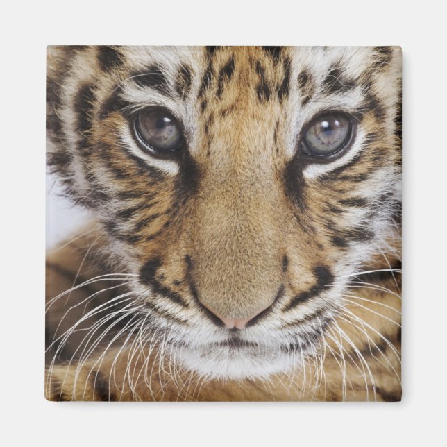 Tiger Cub Magnet (Vorne)