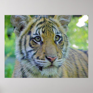 Tiger Cub Nah up Portrait Poster