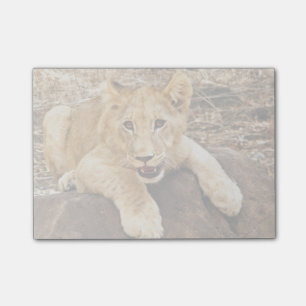Tiger CUB nimmt Verschnaufpause auf einem Felsen Post-it Klebezettel
