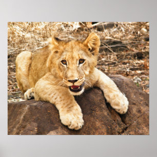 Tiger CUB nimmt Verschnaufpause auf einem Felsen Poster