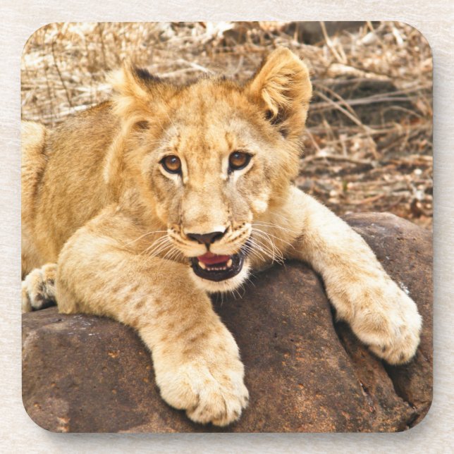 Tiger CUB nimmt Verschnaufpause auf einem Felsen Untersetzer (Vorderseite)