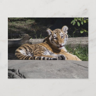 Tiger Cub on Rocks Postkarte