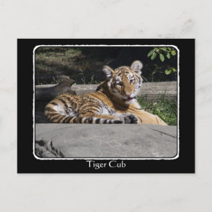 Tiger Cub on Rocks with border Postkarte