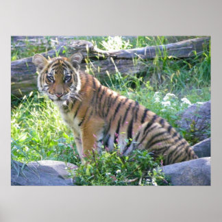 Tiger Cub Portrait 2 Poster