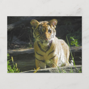 Tiger Cub Portrait 4 Postkarte