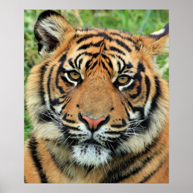 Tiger Cub Portrait Poster (Vorne)