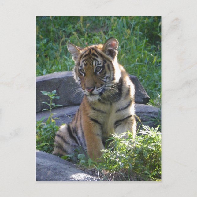 Tiger Cub Portrait Postkarte (Vorderseite)