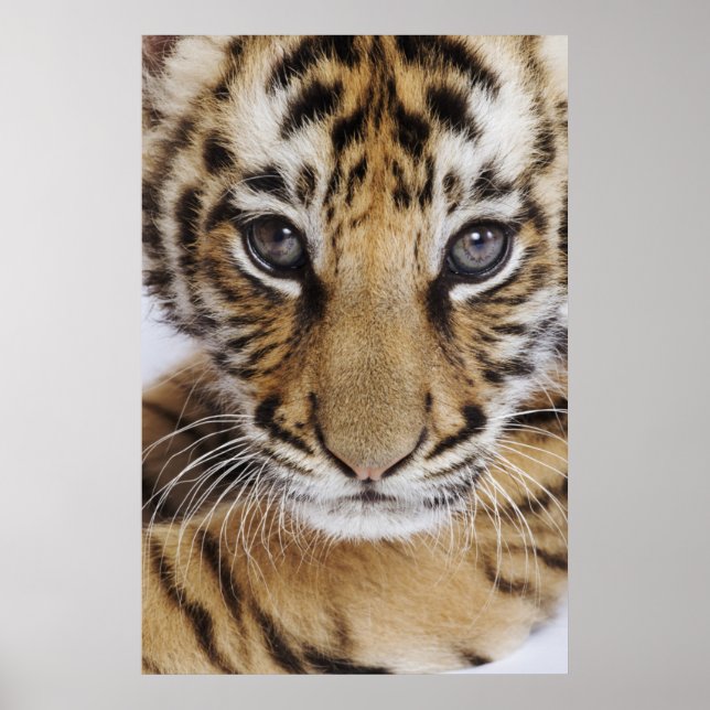 Tiger Cub Poster (Vorne)