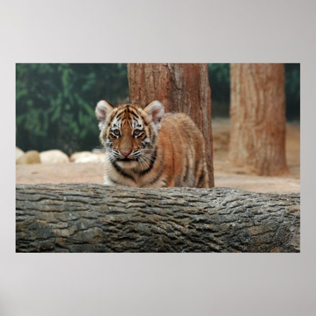 Tiger Cub Poster (Vorne)