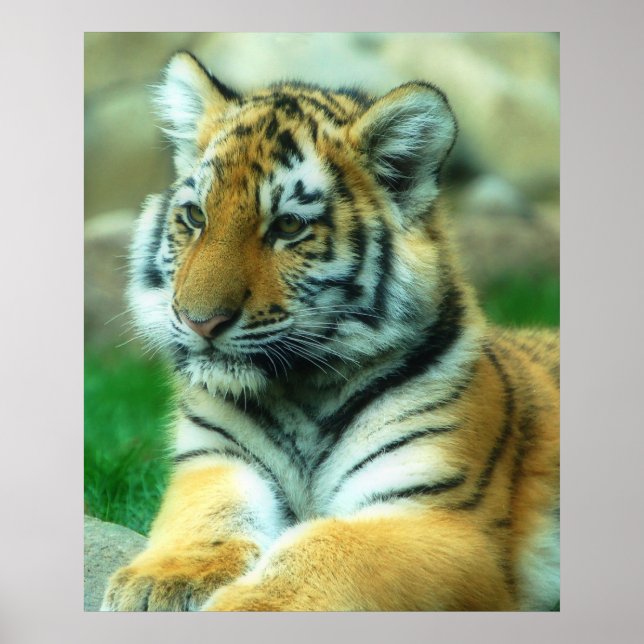 Tiger Cub Poster (Vorne)