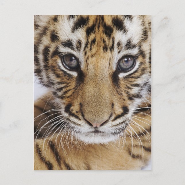 Tiger Cub Postkarte (Vorderseite)
