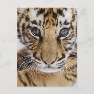 Tiger Cub Postkarte