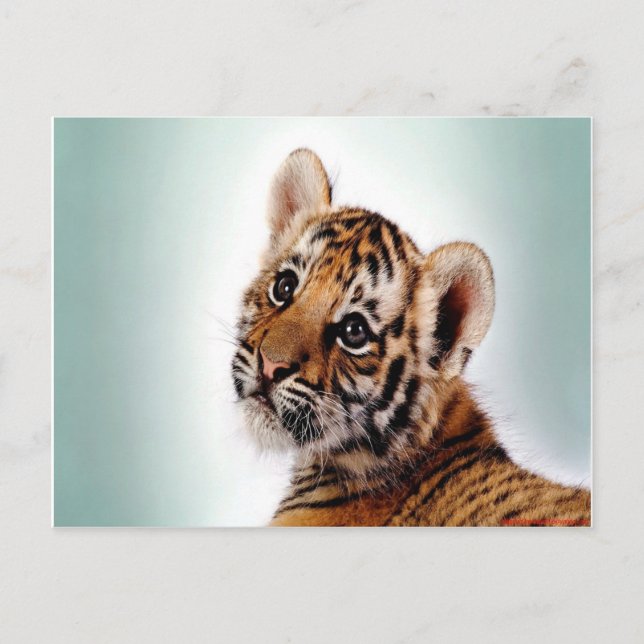 Tiger Cub Postkarte (Vorderseite)