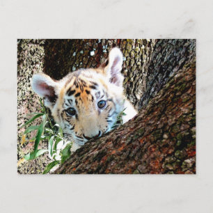 Tiger-CUB-Postkarte Postkarte