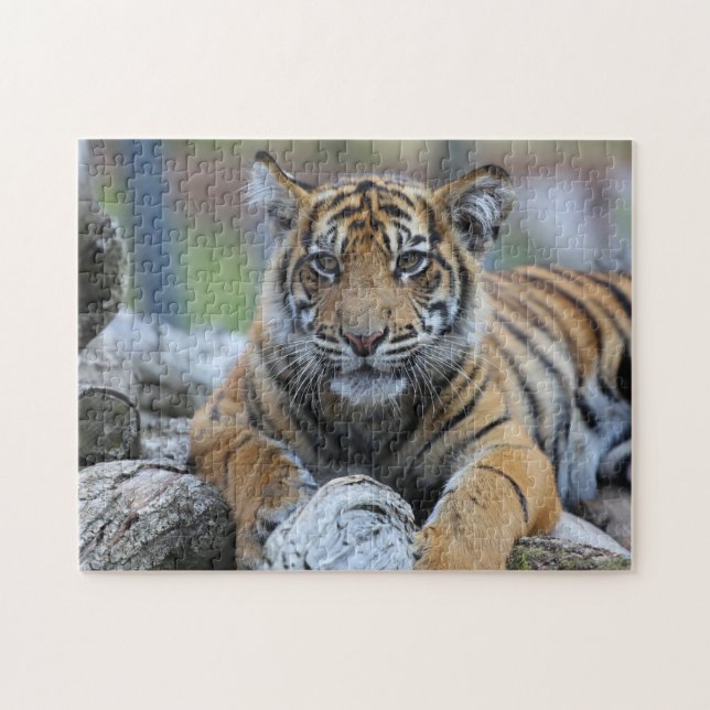 Tiger CUB Puzzle (Horizontal)