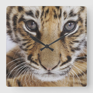 Tiger Cub Quadratische Wanduhr